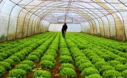 2023 Yılında Türkiye’de Bitkisel Üretim Miktarları Arttı