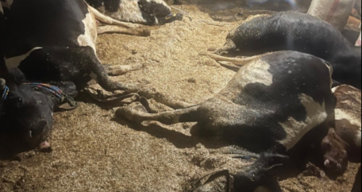 Ahır alevlere teslim oldu: 5 büyükbaş öldü