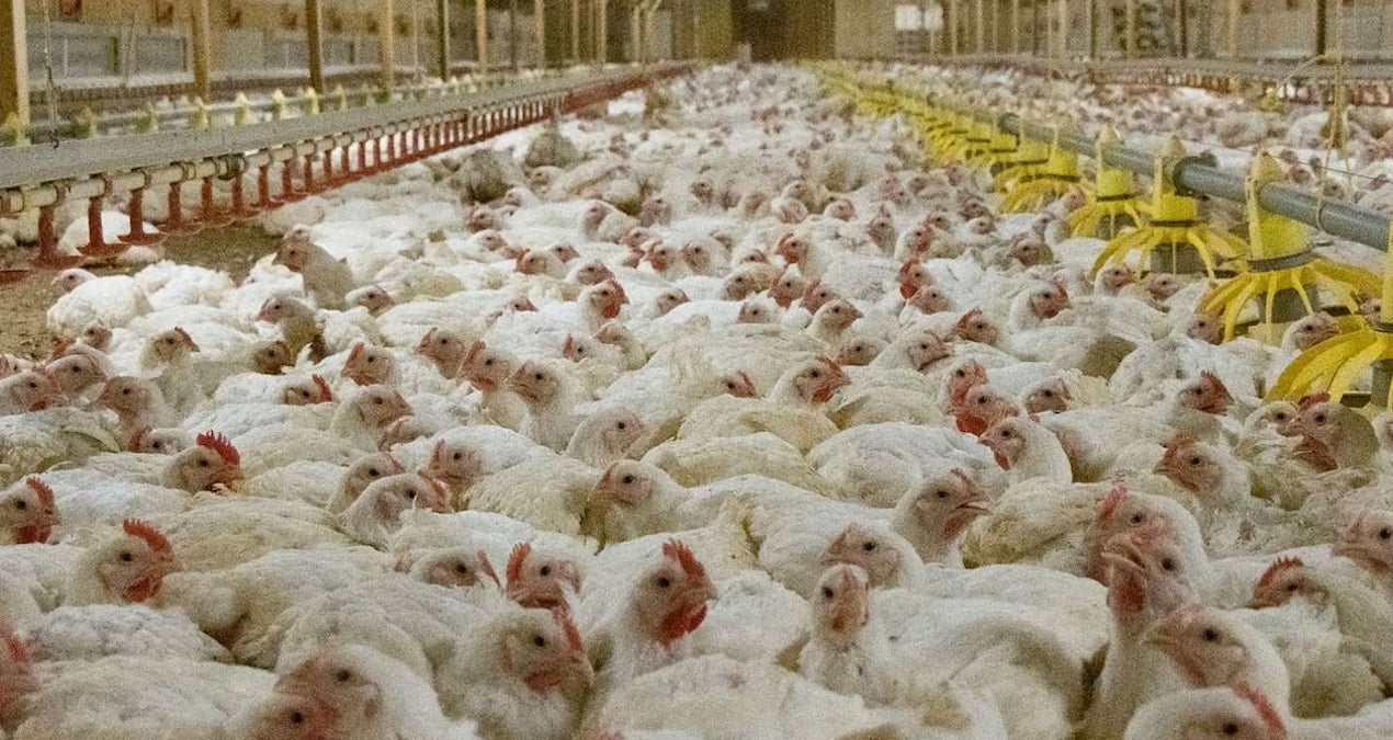 Bilim kurgu tavuğu raflarda yerini aldı