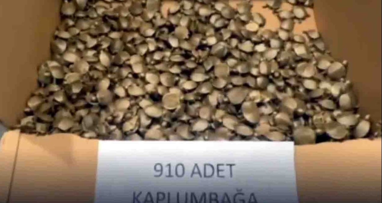 Gümrük kapısında 910 kaçak su kaplumbağası ele geçirildi!