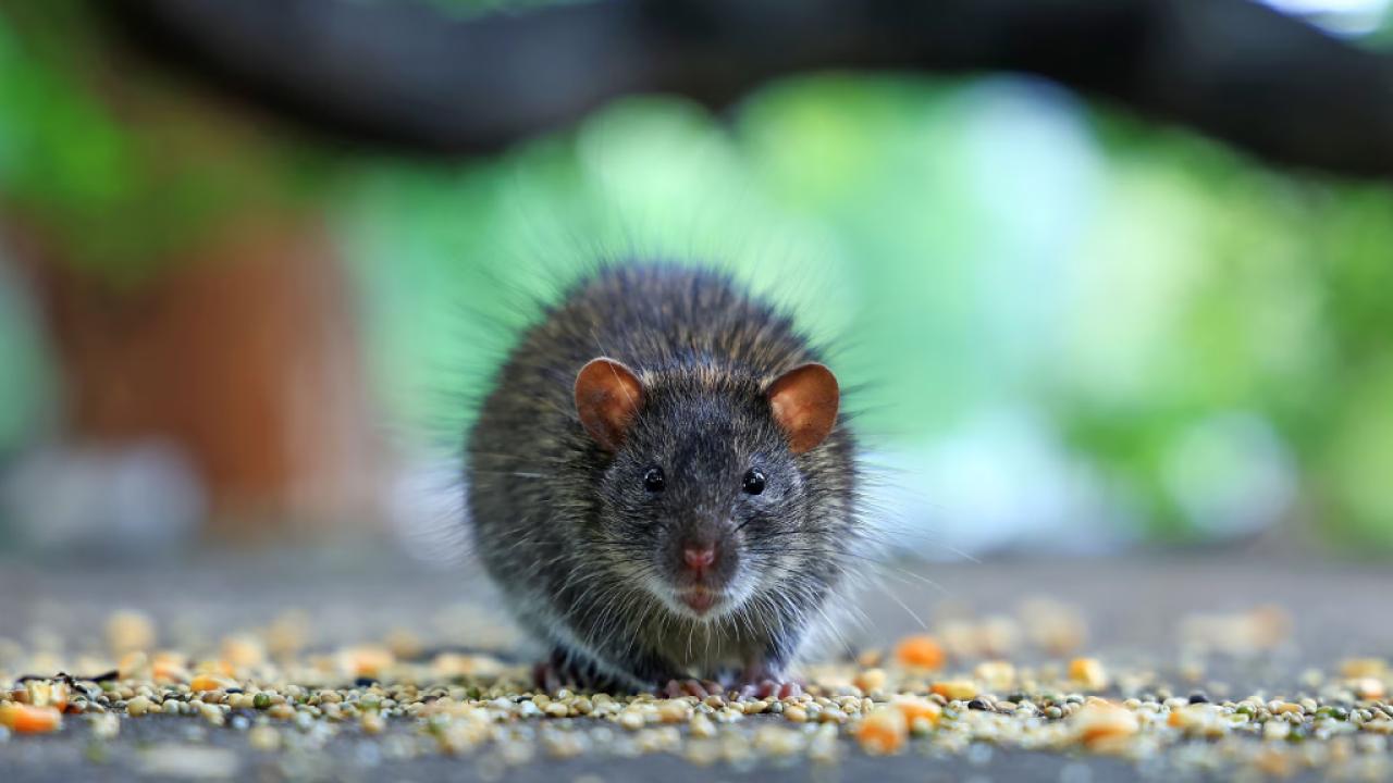 Küresel ısınma şehirlerdeki sıçan sayısını artırıyor